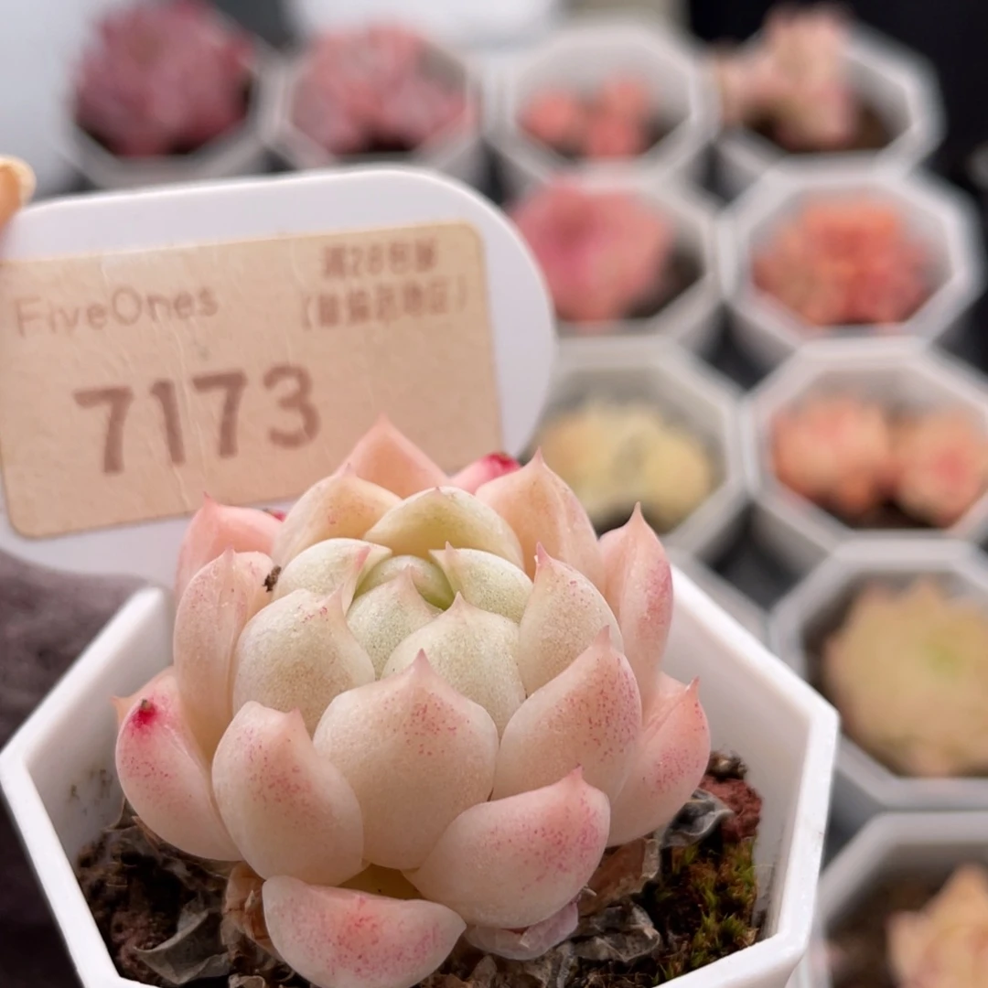 麦秆7173-3.6厘米