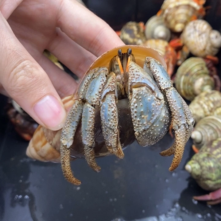 4.5口巨无霸凹足一只