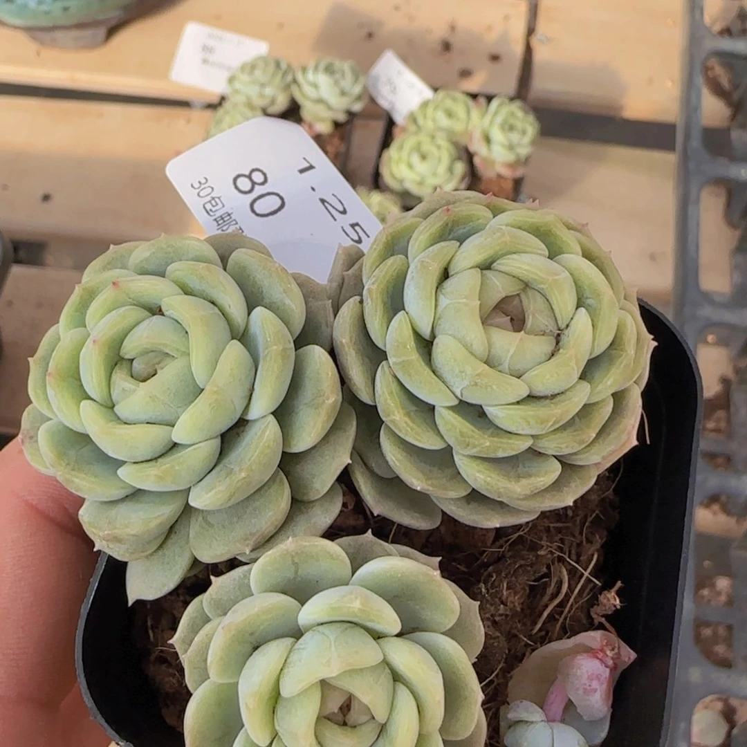 白色恋人三头一颗脱土发货