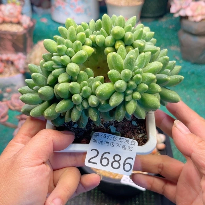 大2686；vzvxvxvvbbbh