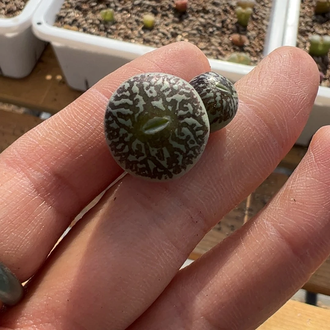 多肉植物多肉植物