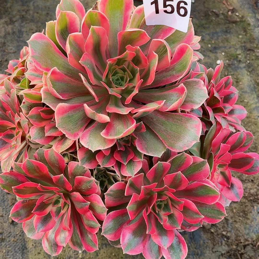 无花朵多肉植物156