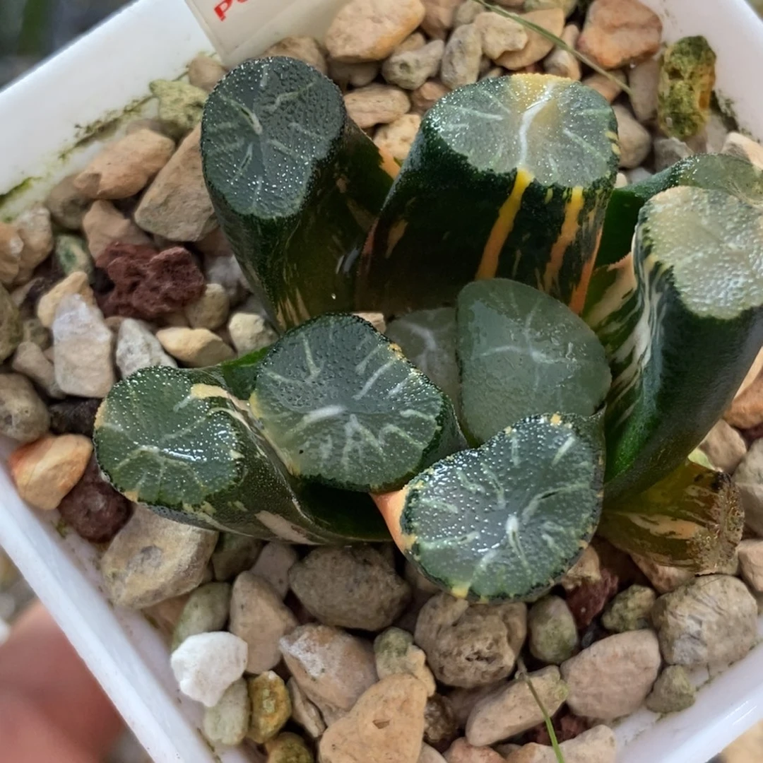 64白妙万象锦一物一图