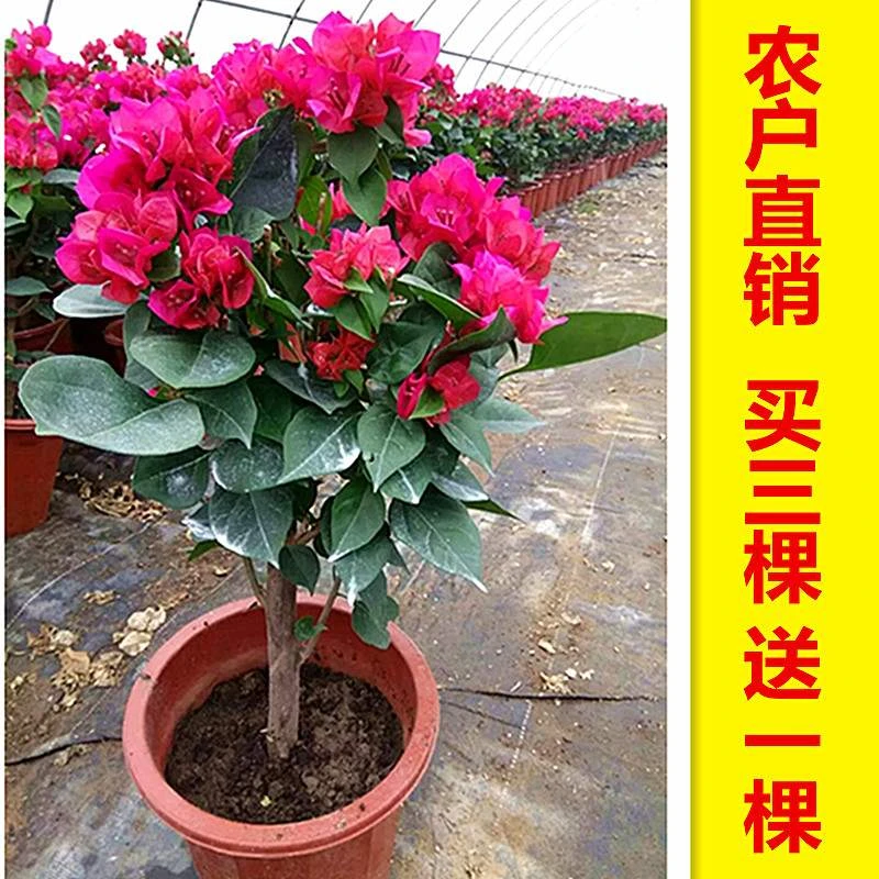 四季开花三角梅花卉盆栽重瓣室内吸甲醛植物爬藤大苗带花