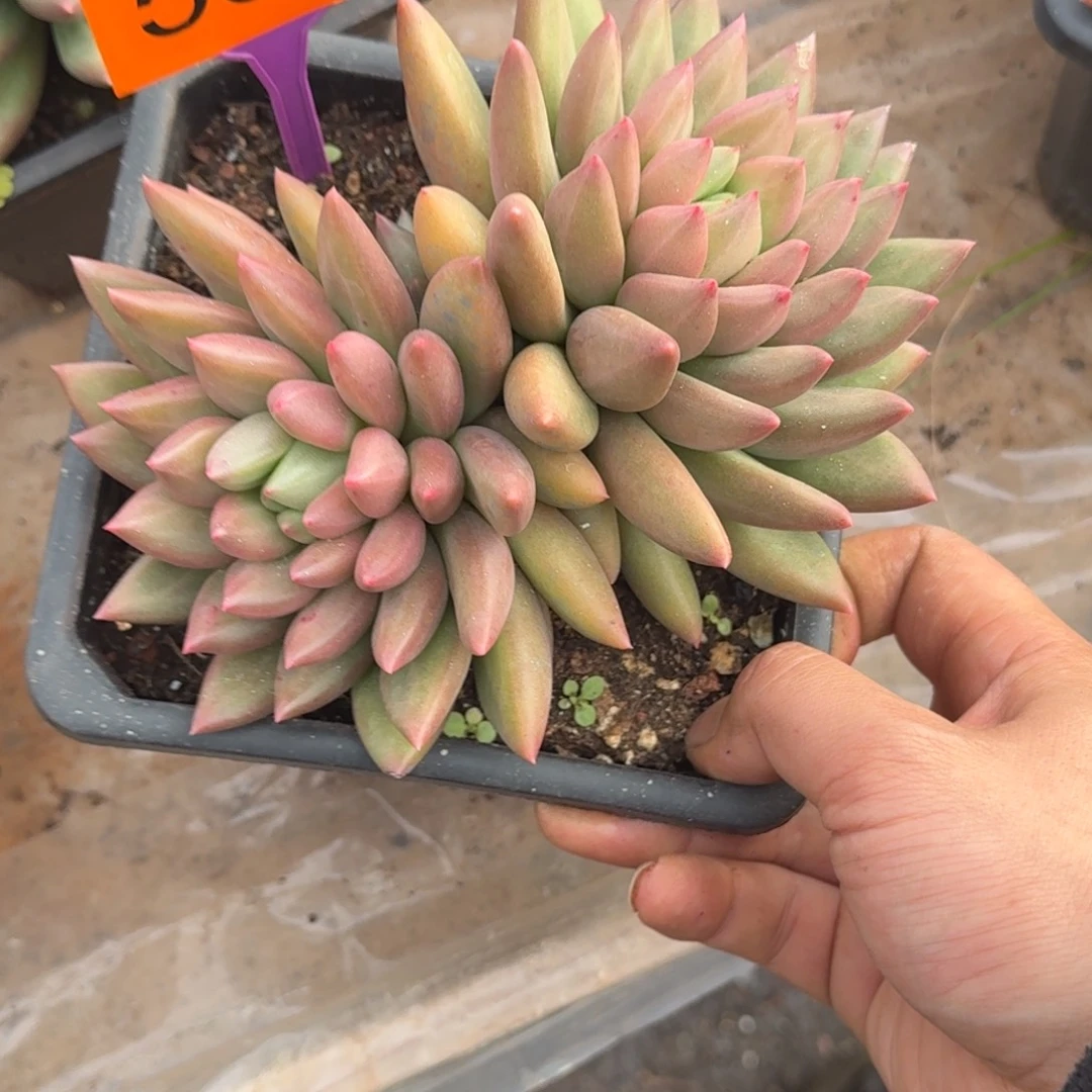 多肉植物米其林555