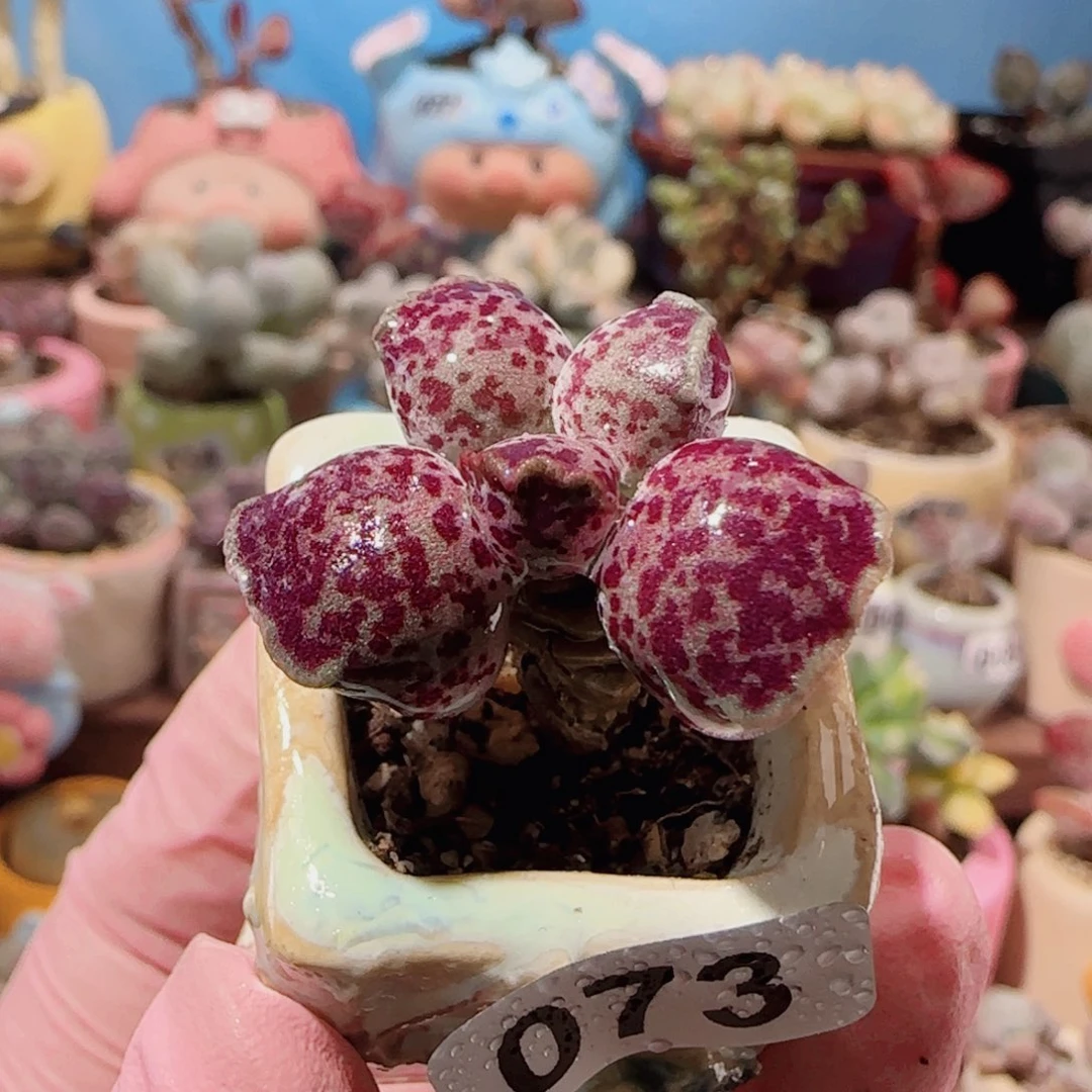 T可爱粉丸盆口2cm