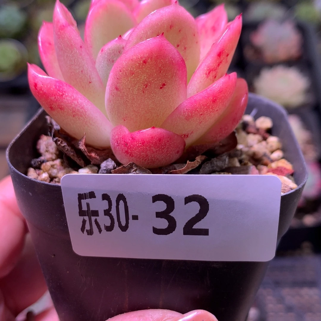 乐然30-32 冰玫瑰锦