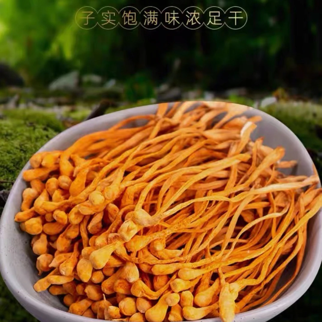 高山虫草花煲汤孢子头大营养干净