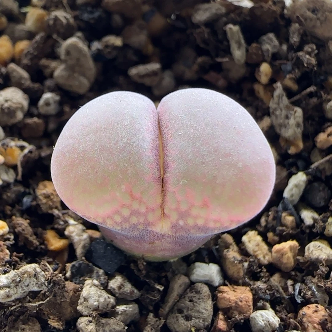 11-27-7-4当天满38包邮绝绝子厚翻窗黑紫腿风铃1.5脱土