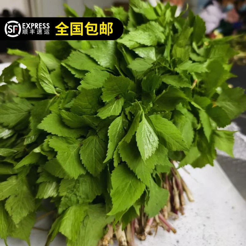 东北特产新鲜大叶芹