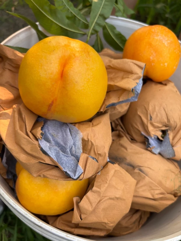 黄油蟠桃新鲜应季水果皮薄甜嫩多汁