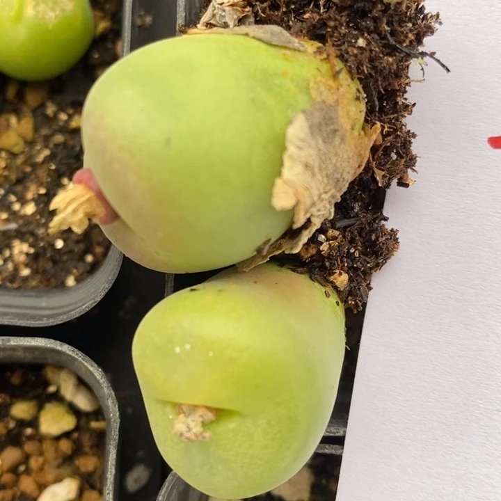 1925两颗一组一组