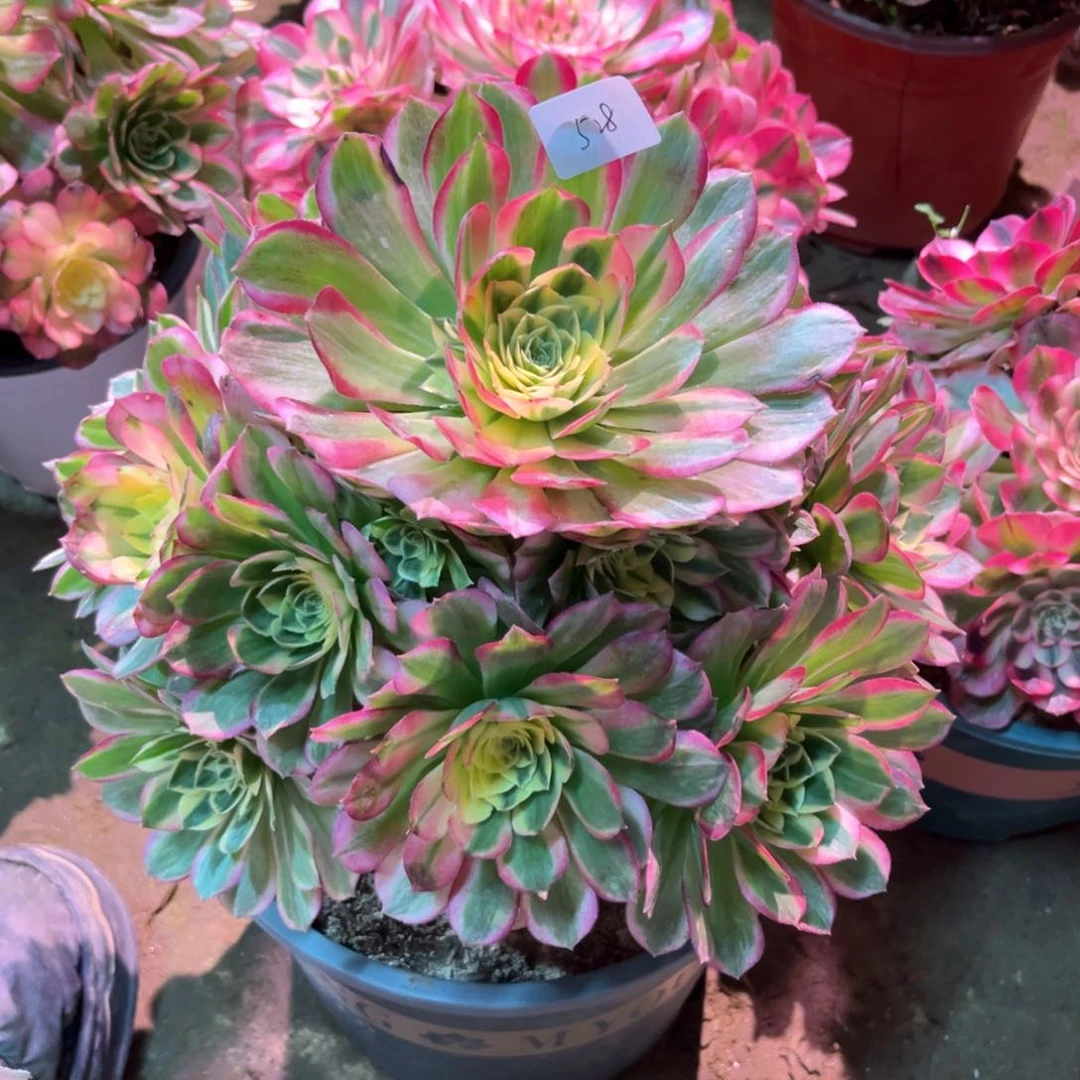 多肉植物粉体海王528