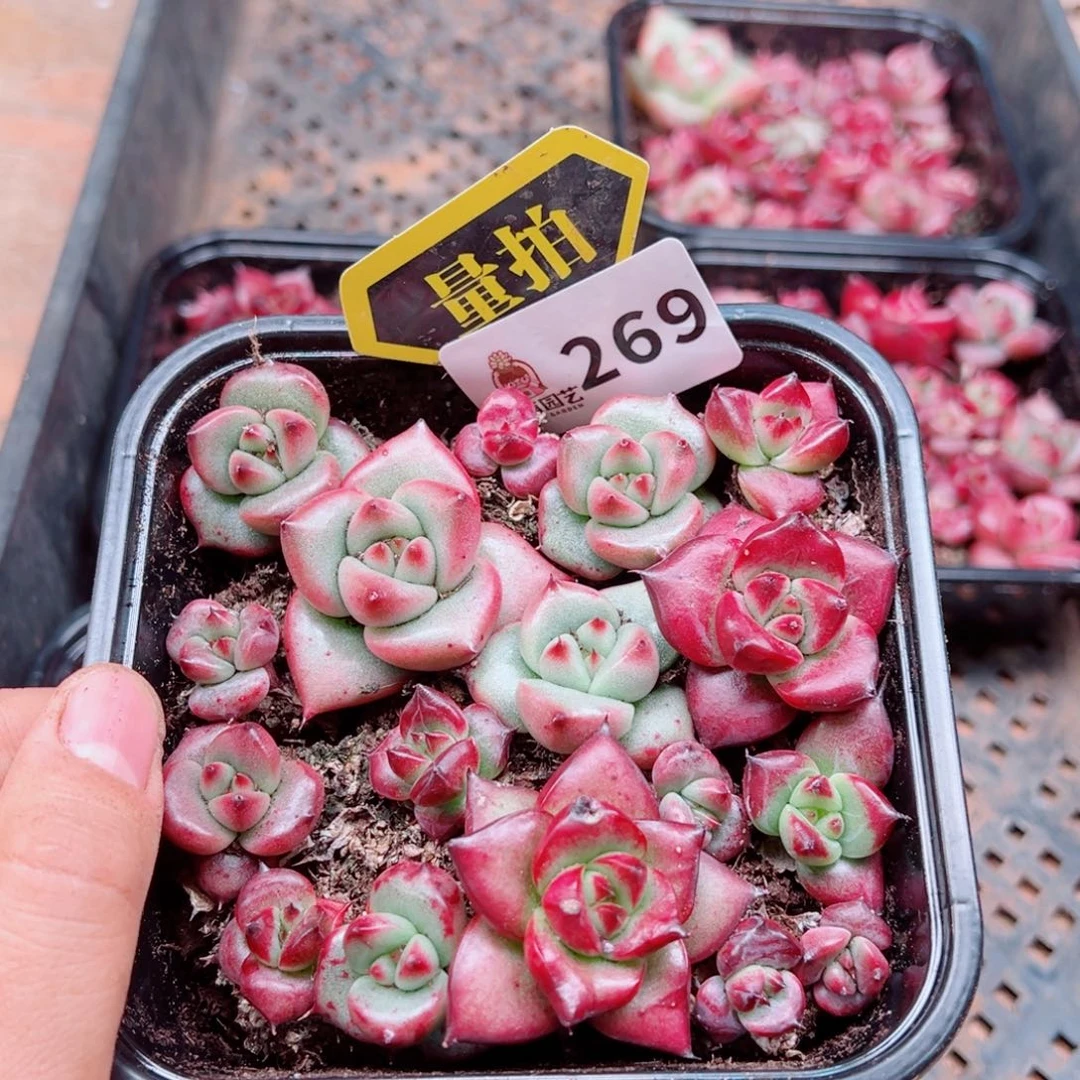 多肉植物多肉植物