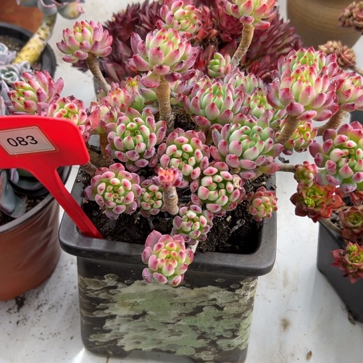 用****8蓝苹果多肉植物083