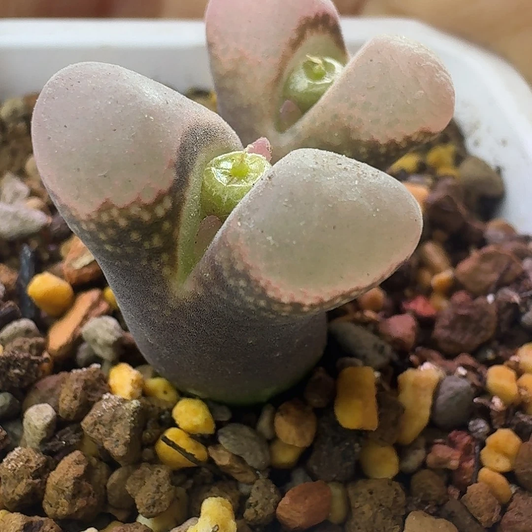 76号双头风铃一物一拍