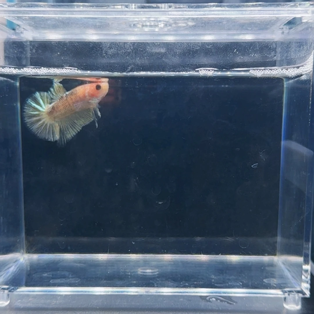 斗鱼活体观赏鱼好养耐活