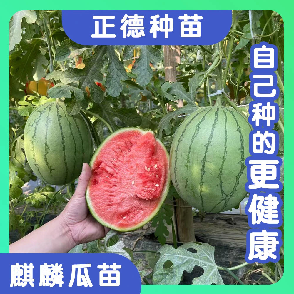 麒麟西瓜冰糖脆甜薄皮新鲜现摘水果大西瓜8424无籽少籽多汁沙瓤瓜