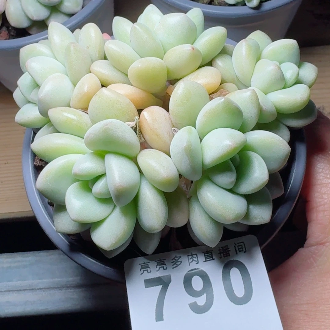 花***兜泡泡糖           精美多肉