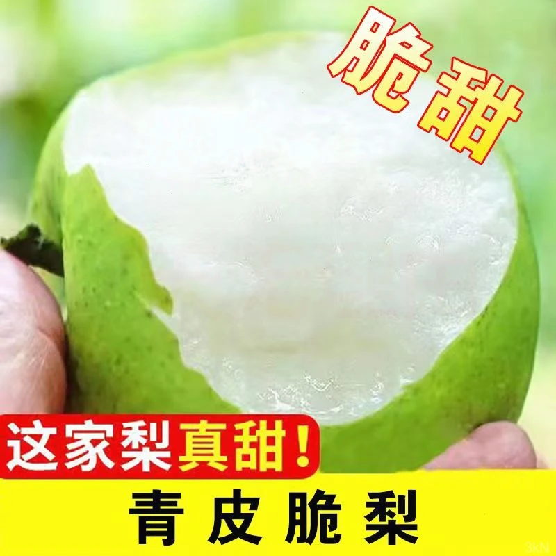 翠乐果【现摘青梨】正宗砀山青皮蜜梨现摘现发砀山梨新鲜水果皇冠梨