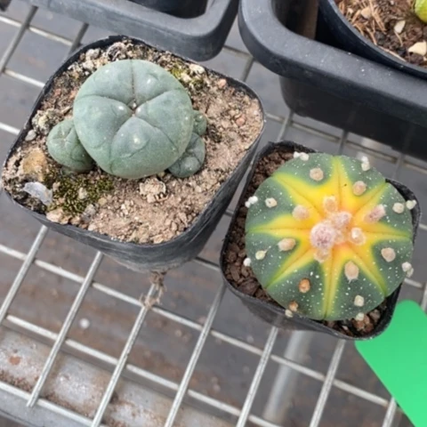 别**恙组合实生2颗仙人球