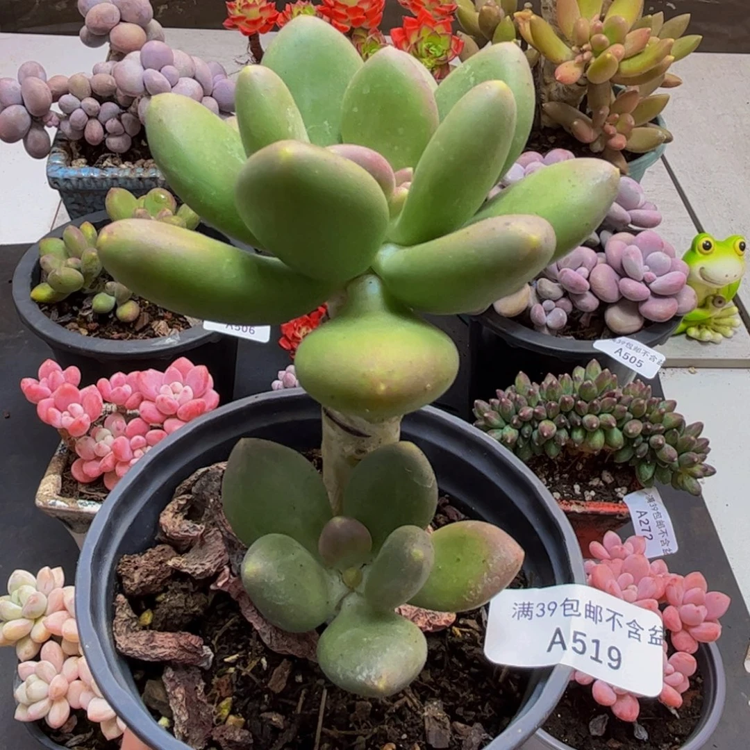 519/9cm芒果奶对肉植物