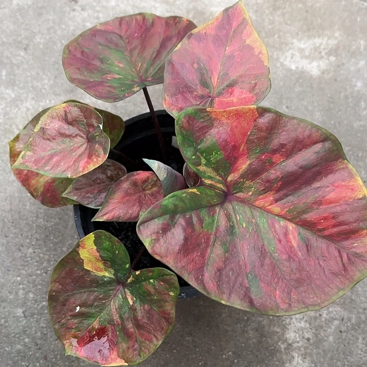 83-1209星尘彩叶芋广东现货