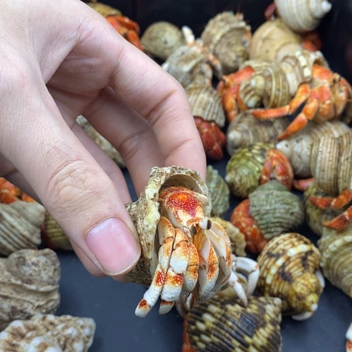 2.2口红头竹节毛里求斯