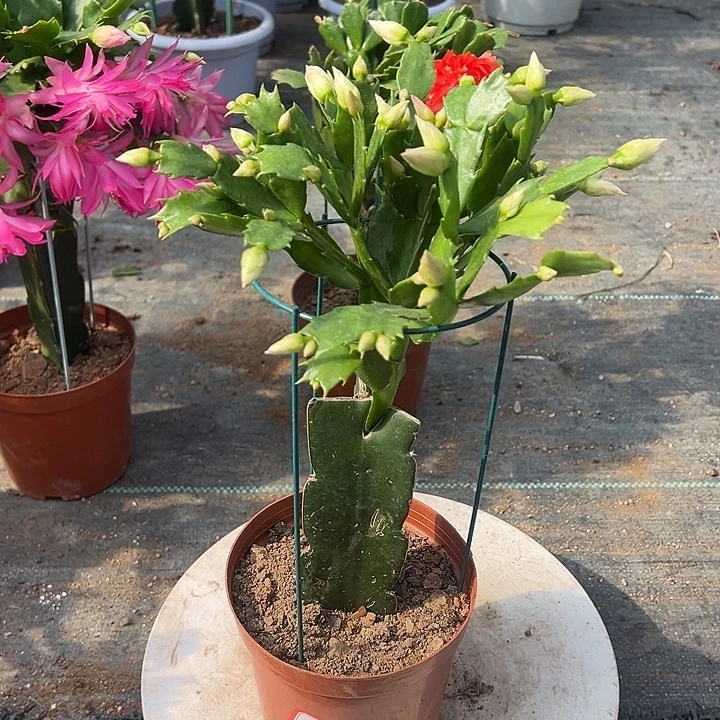 093蟹爪兰尾号4188