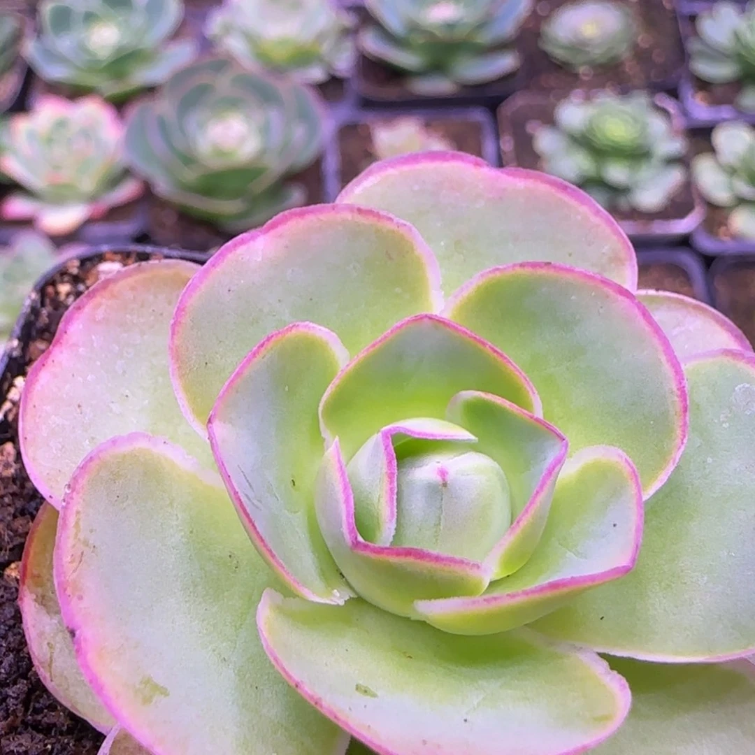 4.5厘米玫瑰112442767676