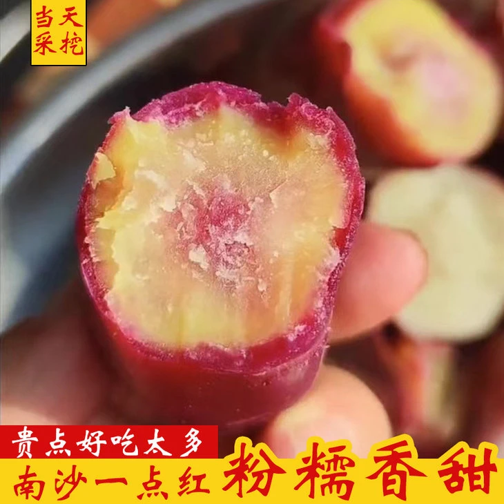 广州南沙一点红番薯板栗紫薯冰淇淋红薯新鲜农家自种粉糯