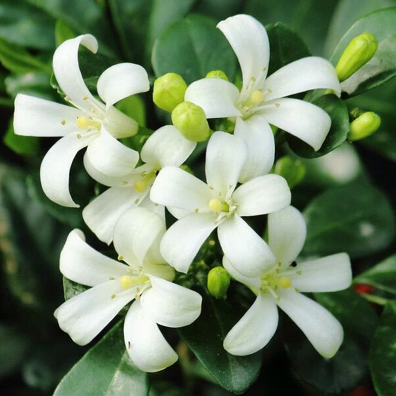 夏季驱蚊绿植九里香盆栽四季闻花香室内办公桌面庭院花卉绿植