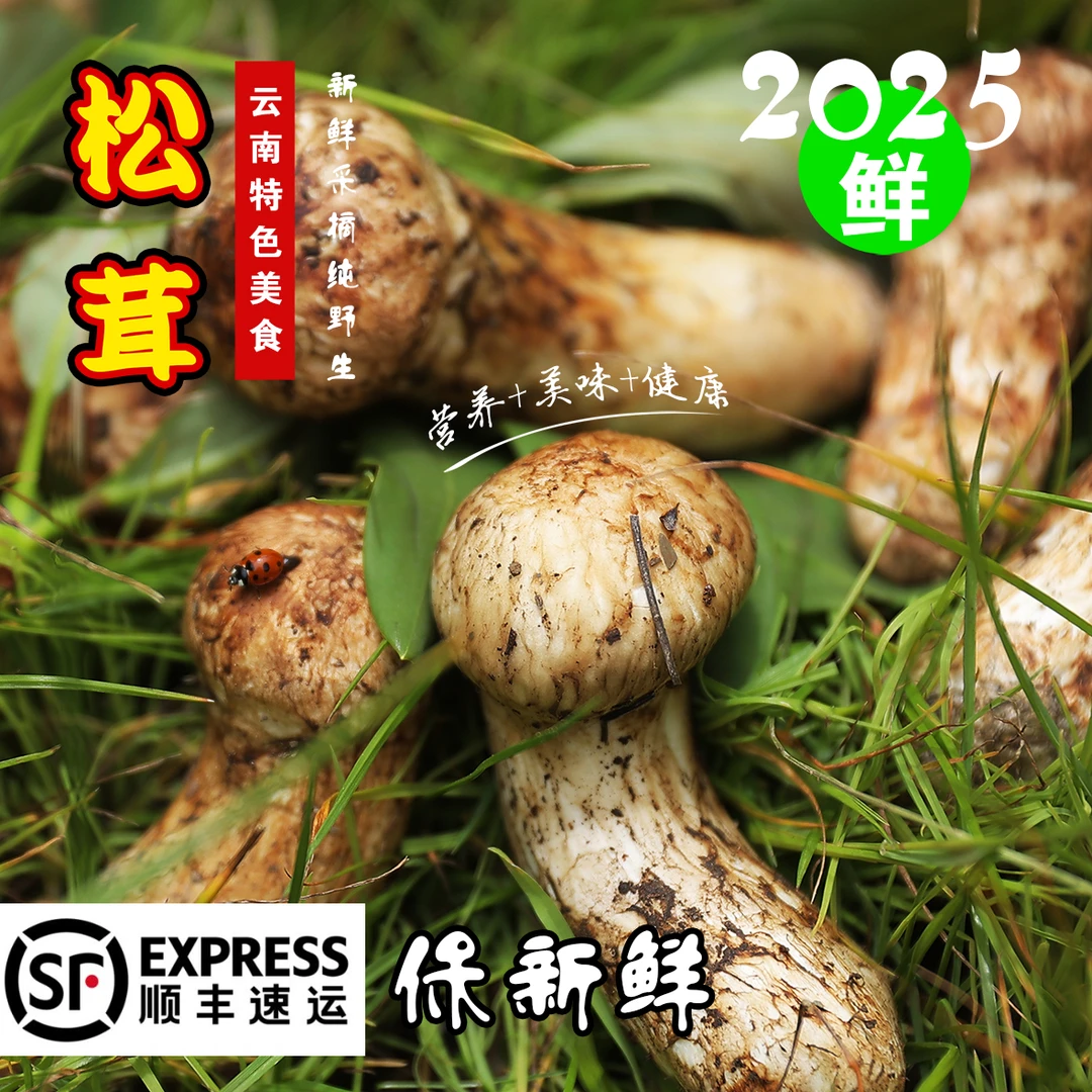 【批发】香格里拉野生松茸菌云南特产特级正宗松茸煲汤顺丰包邮现货
