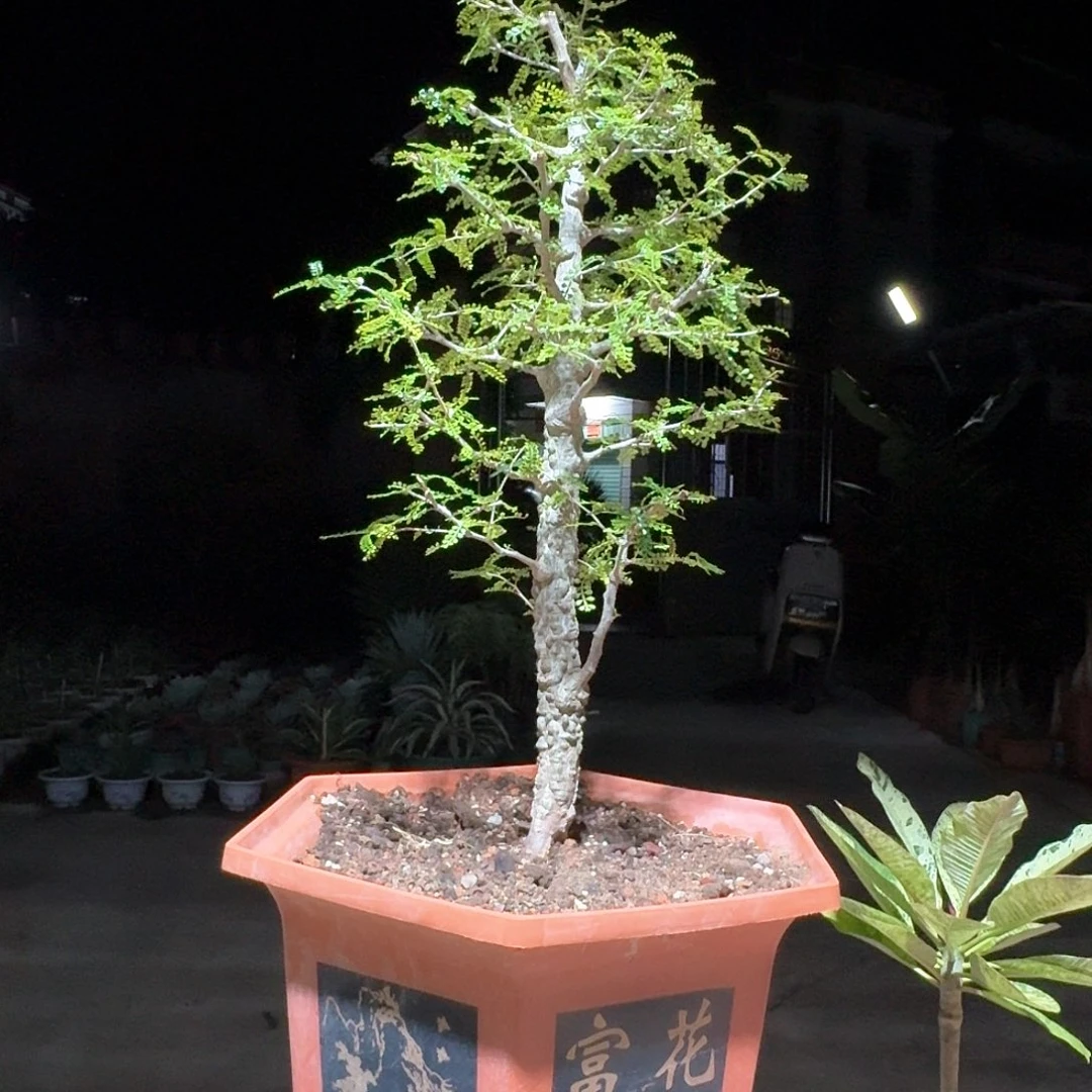 园艺实生象足漆树一一