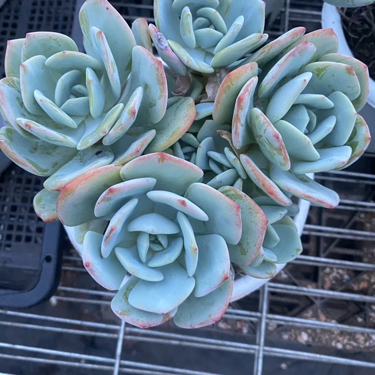 白月光群生多肉植物