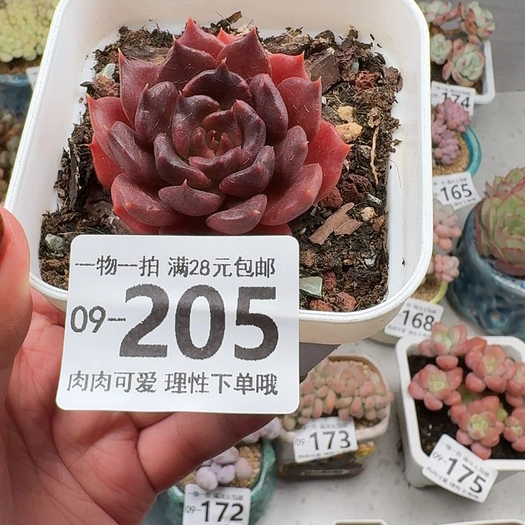 黑饺子无盆土发货无