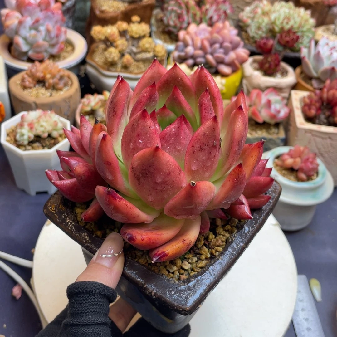 阿姆斯壮整装无砍
