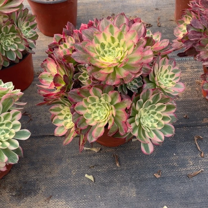 638海仙法师多肉断枝不售后