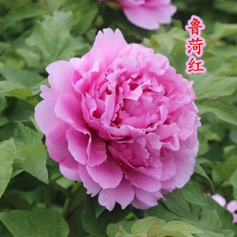 鲁菏红牡丹送千瓣芍药一物一拍保鲜发货重瓣花卉耐寒好养