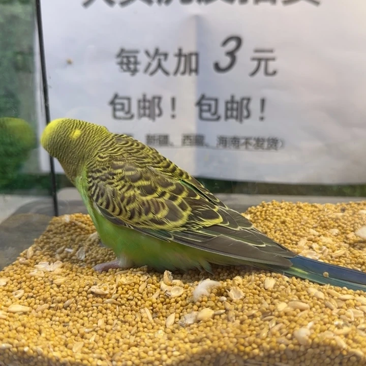 虎皮鹦鹉大头虎皮鹦鹉