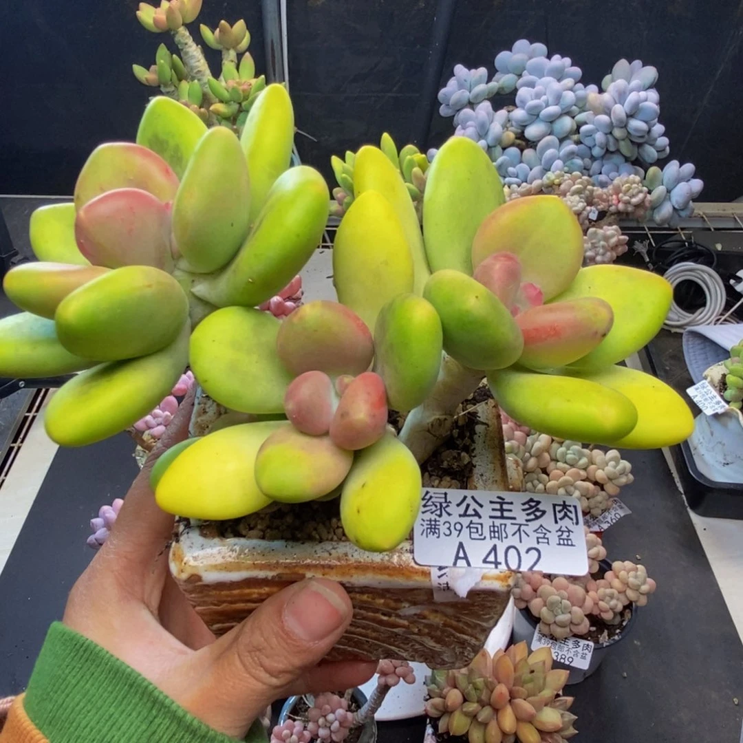 402芒果奶多肉10c m