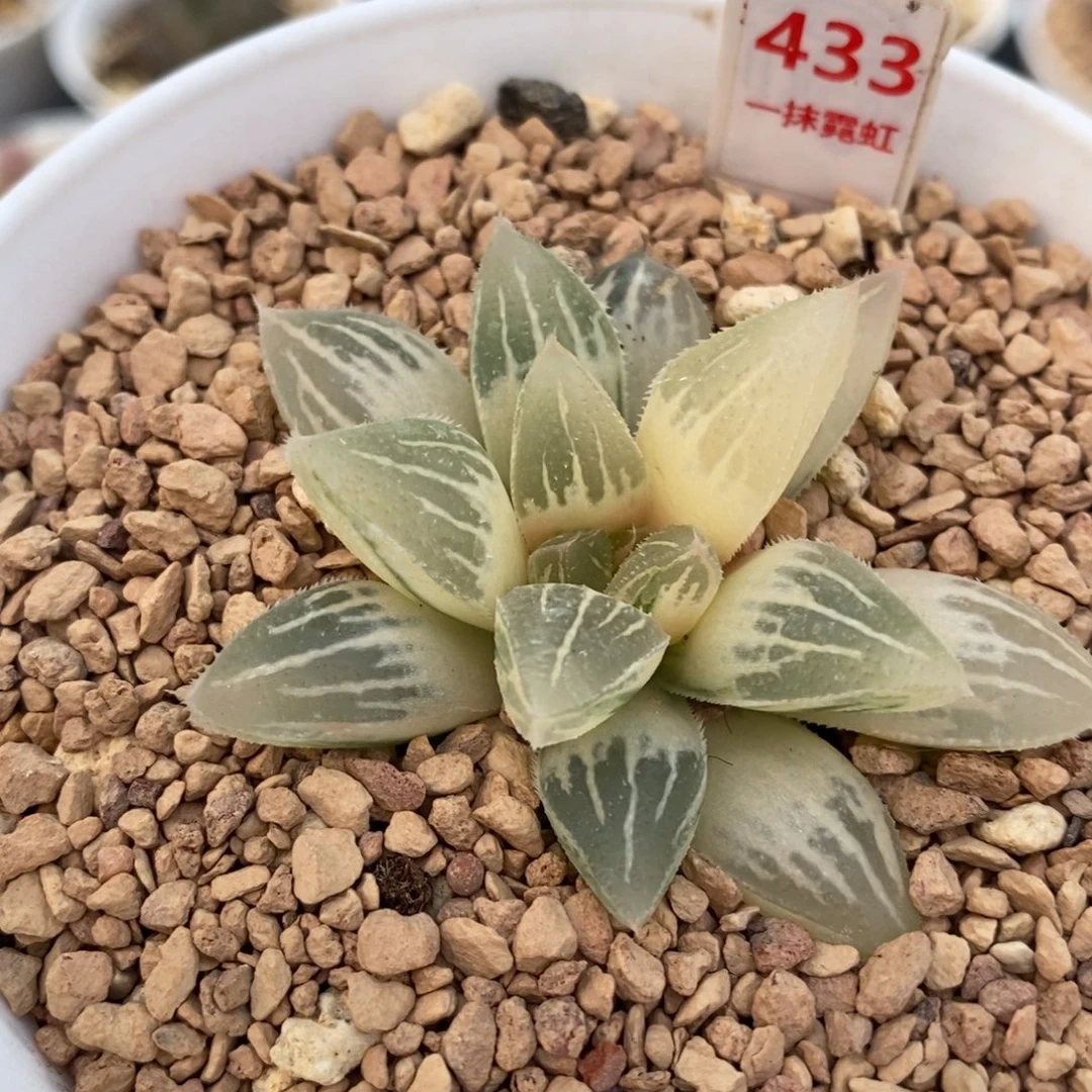 433冰沙糖十二卷多肉