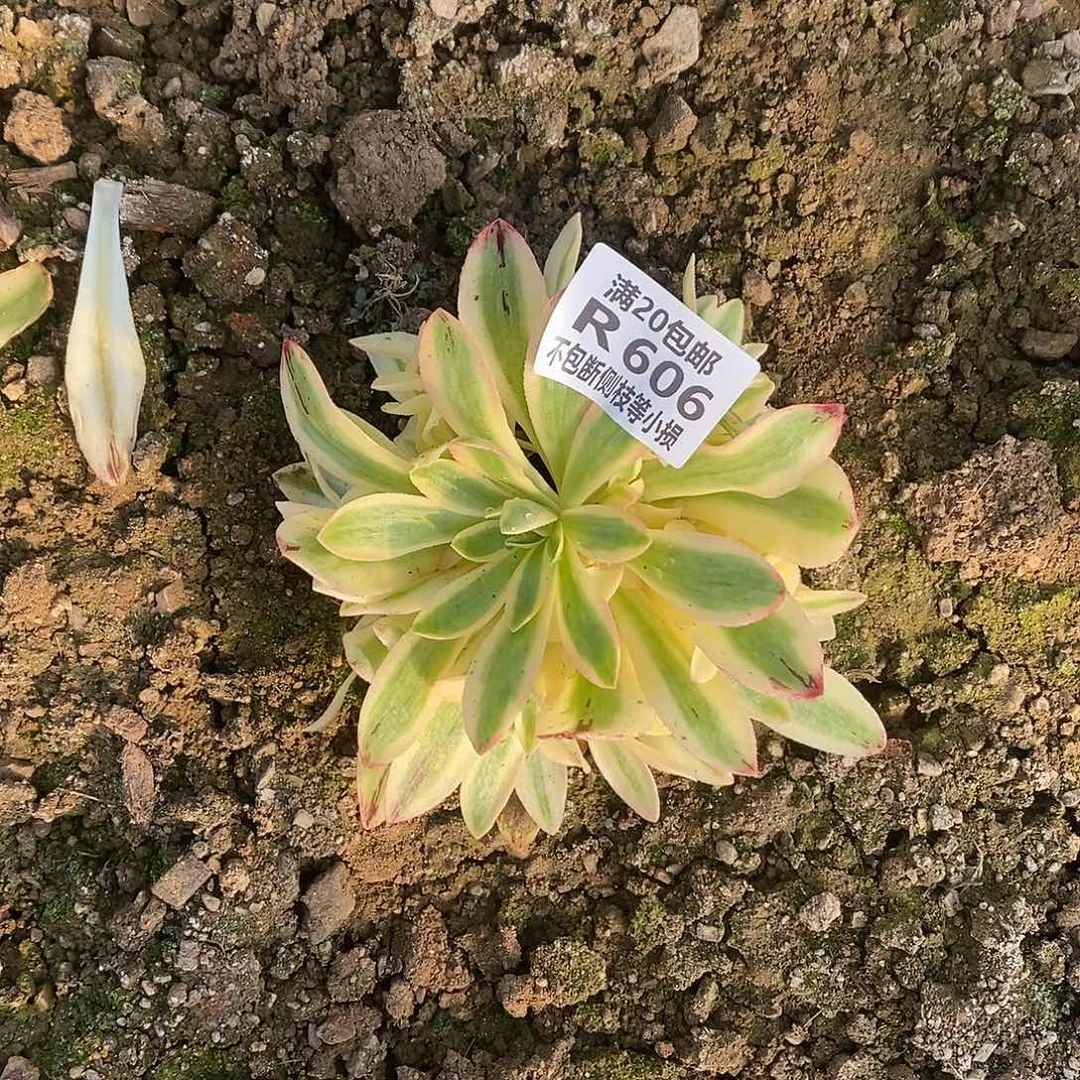 606荷花多肉法师锦