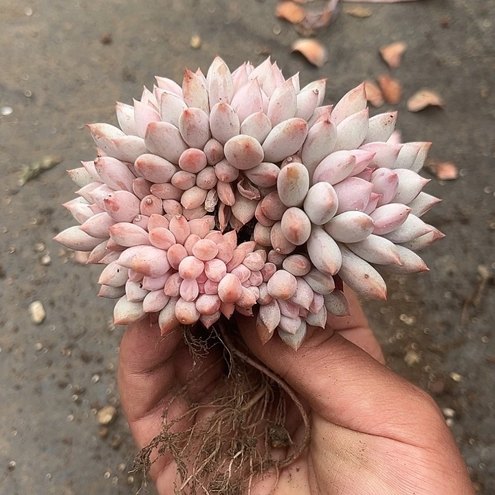 多肉植物明珠美人