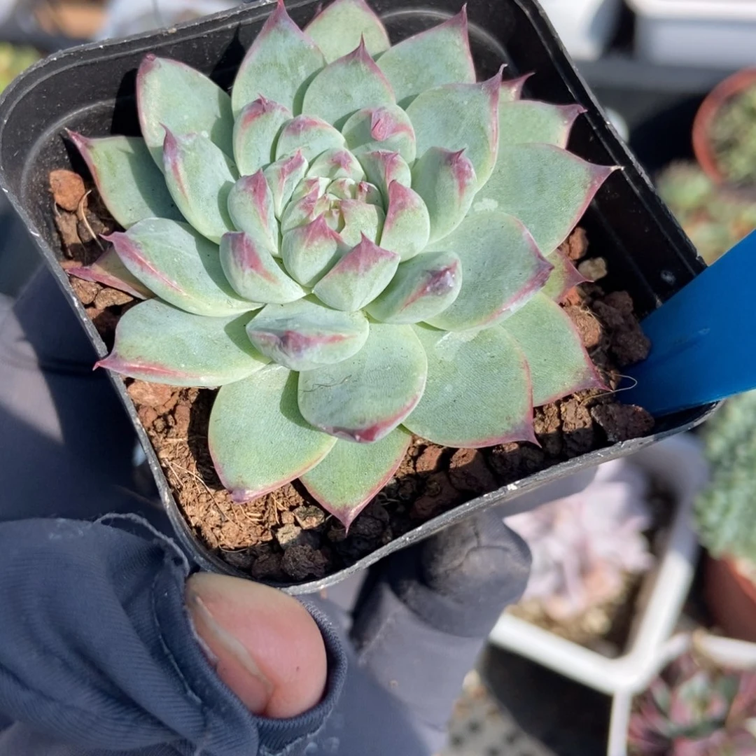 1022琵琶仙子多肉植物保护