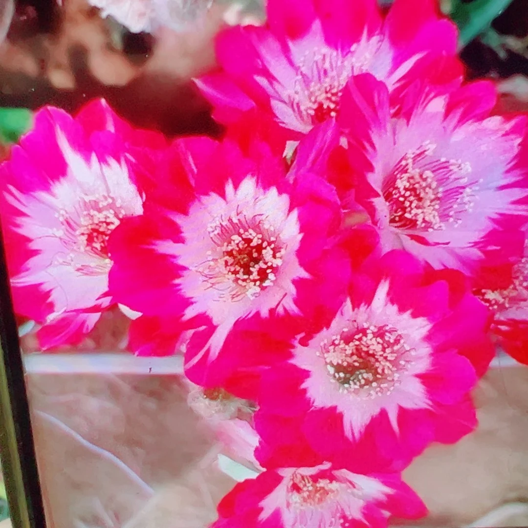 丽花 0710侧芽 满20包邮
