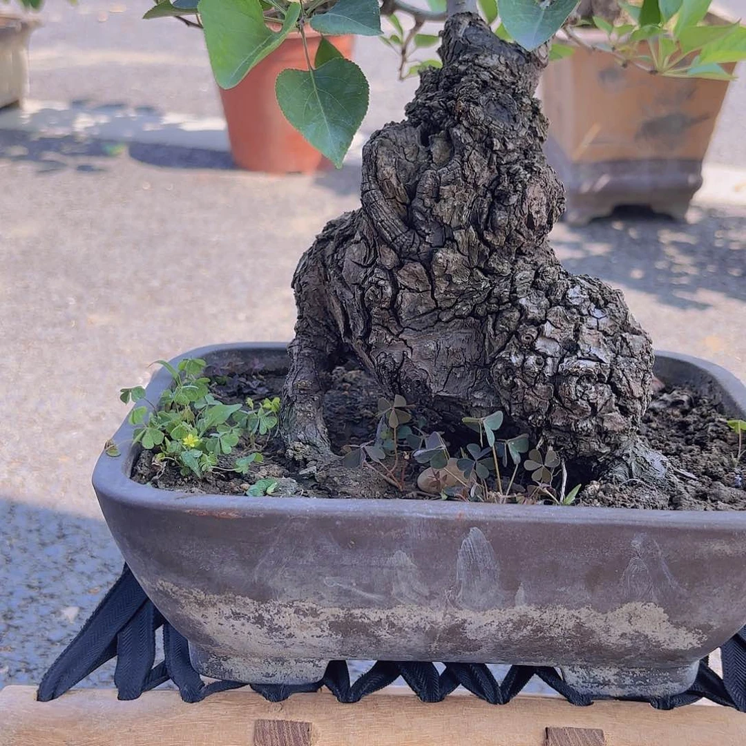 完全开放糖梨盆景造型盆栽盆景