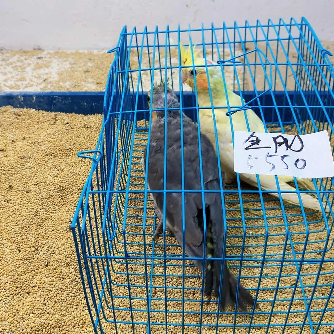 虎皮鹦鹉金***娃旋风小子