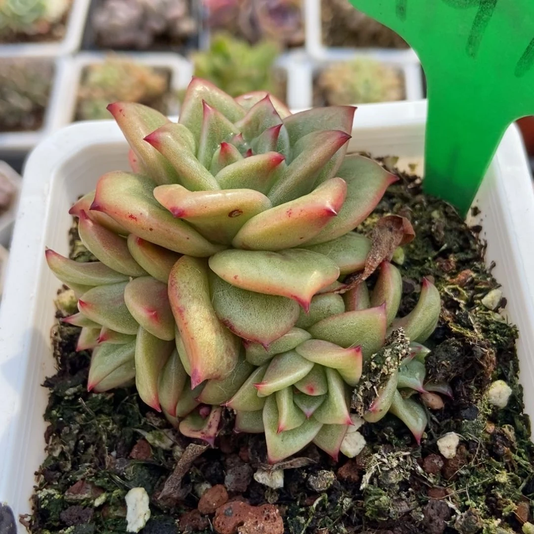 1911玛利亚锦多肉植物