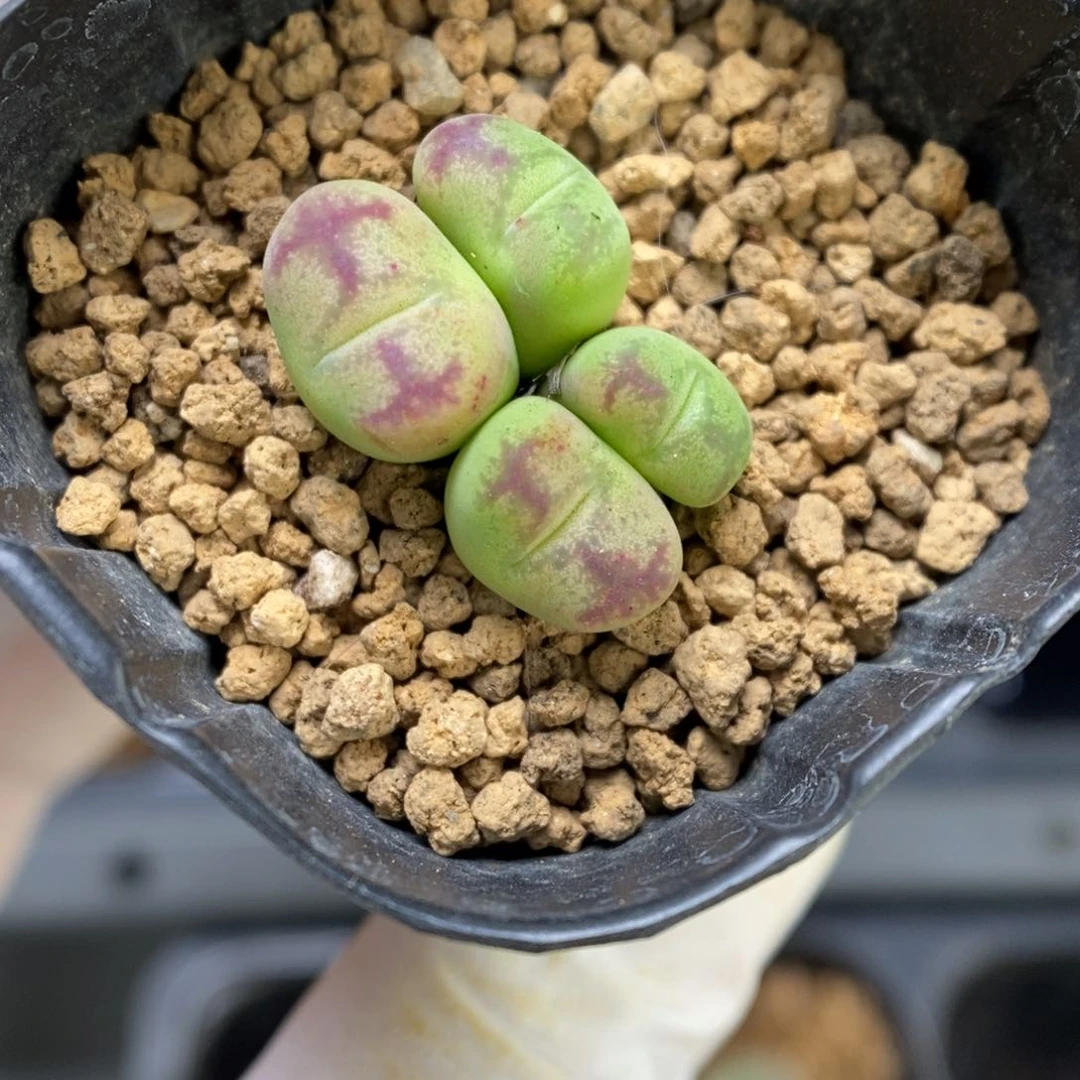 多肉植物肉锥杂交K-3219